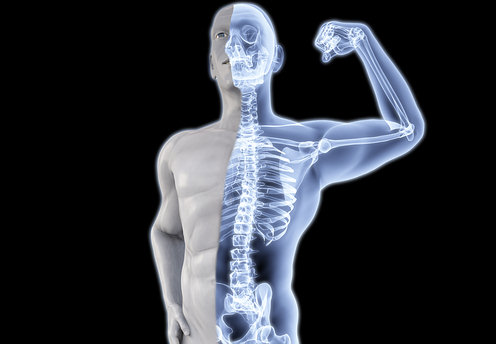 bone-health-animal-protein-osteoporosis