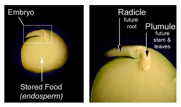 seed-biology-embryo-radicle