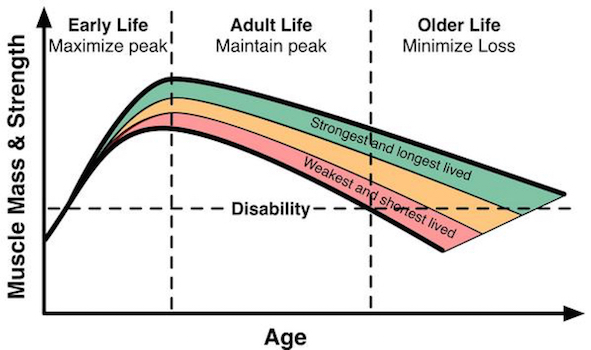 strength muscle aging longevity