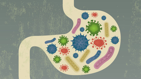 gut-bacteria-health-immune-system