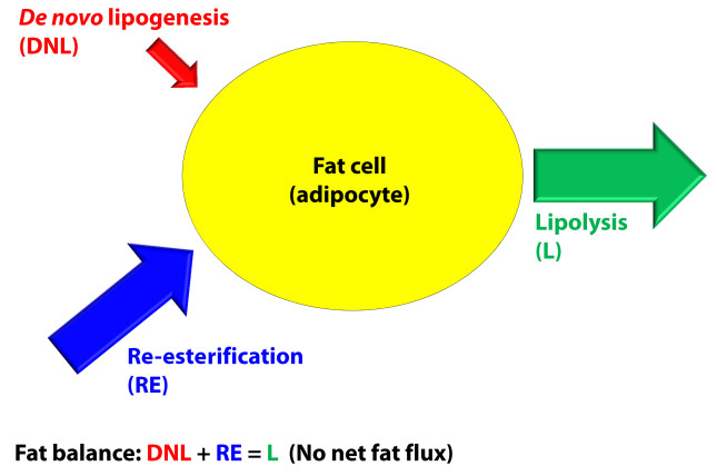 fat storage in ketosis - ketogenic diet