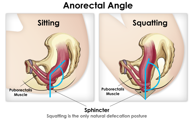 Do You Deep Squat Daily?