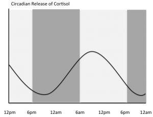 circadian rhythm