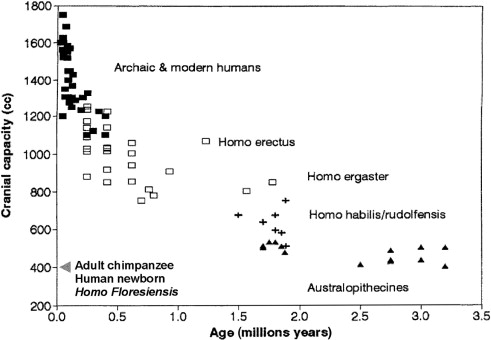 ending-the-vegetarian-debate-before-it-starts-meat-brain-vegetarian-b12-dha-deficient-coachmikeblogs.com-mike-sheridan.jpg