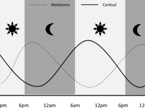 pic 1 - melatonin.cortisol