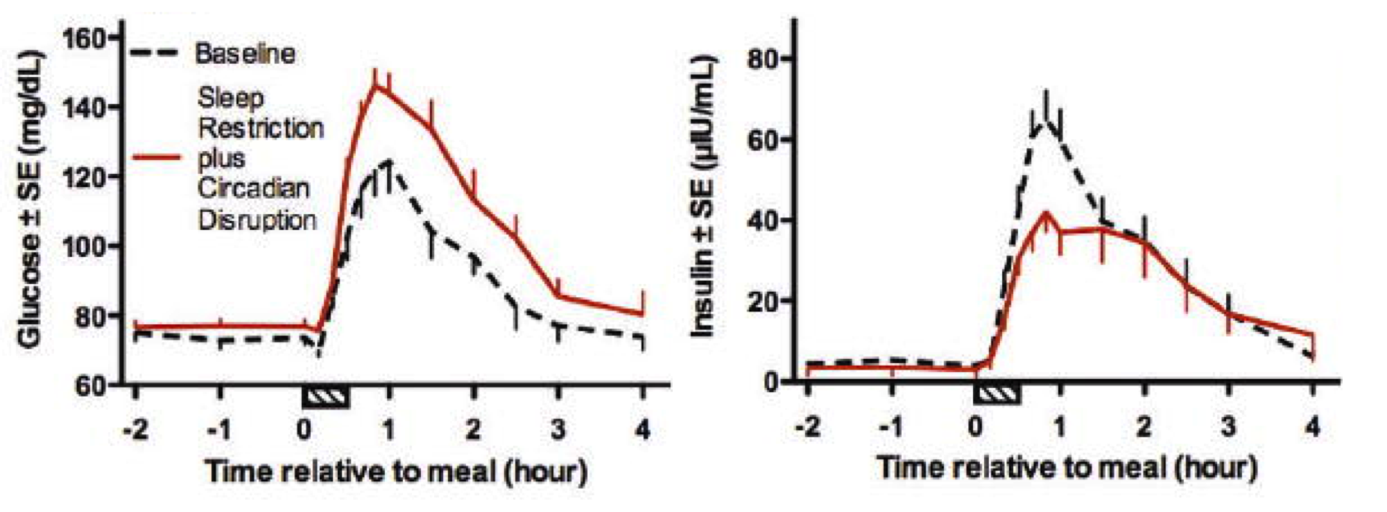 sleep-circadian-muscle-fat-body-composition-glucose-insulin-blood-sugar