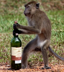 drunken-monkey_620_1612145a