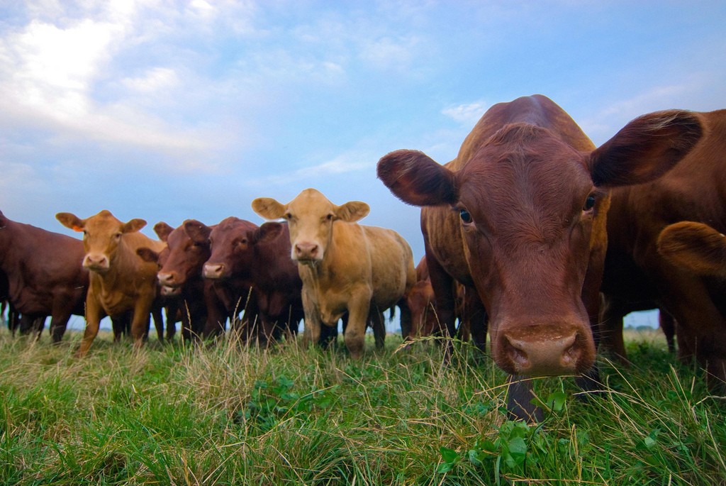 grass-fed beef