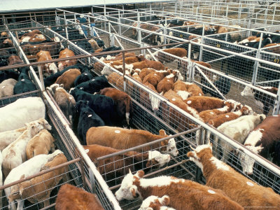 why-grass-fed-meat-is-worth-it-cafo-feedlot-coachmikeblogs.com-mike-sheridan