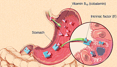 intrinsic factor-b12-stomach-acid-vegetarian